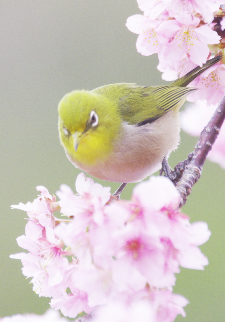 すっくと立つ