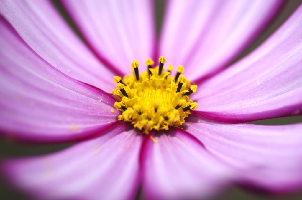 コスモスの花芯