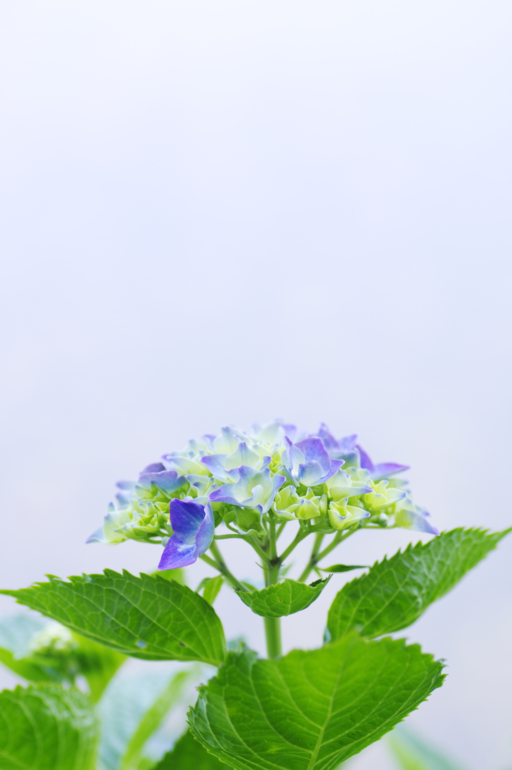 淡い色のアジサイ