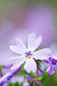 雫のついた芝桜