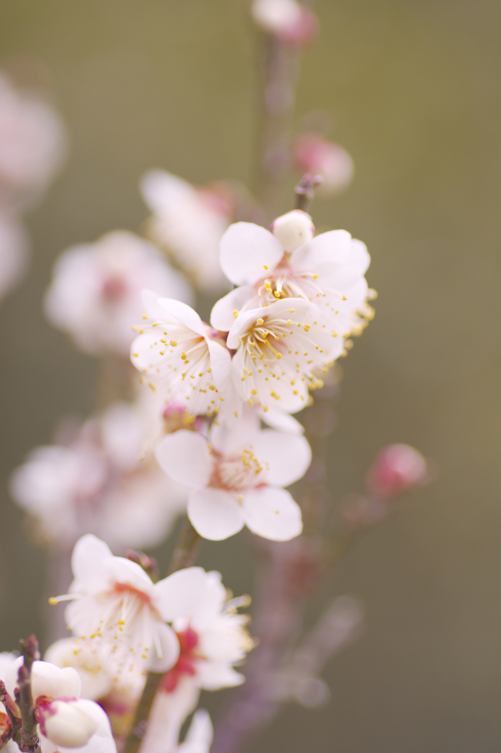 白梅の開花