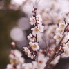 梅林の白梅