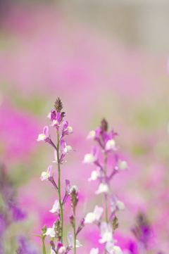 小さい紫の花