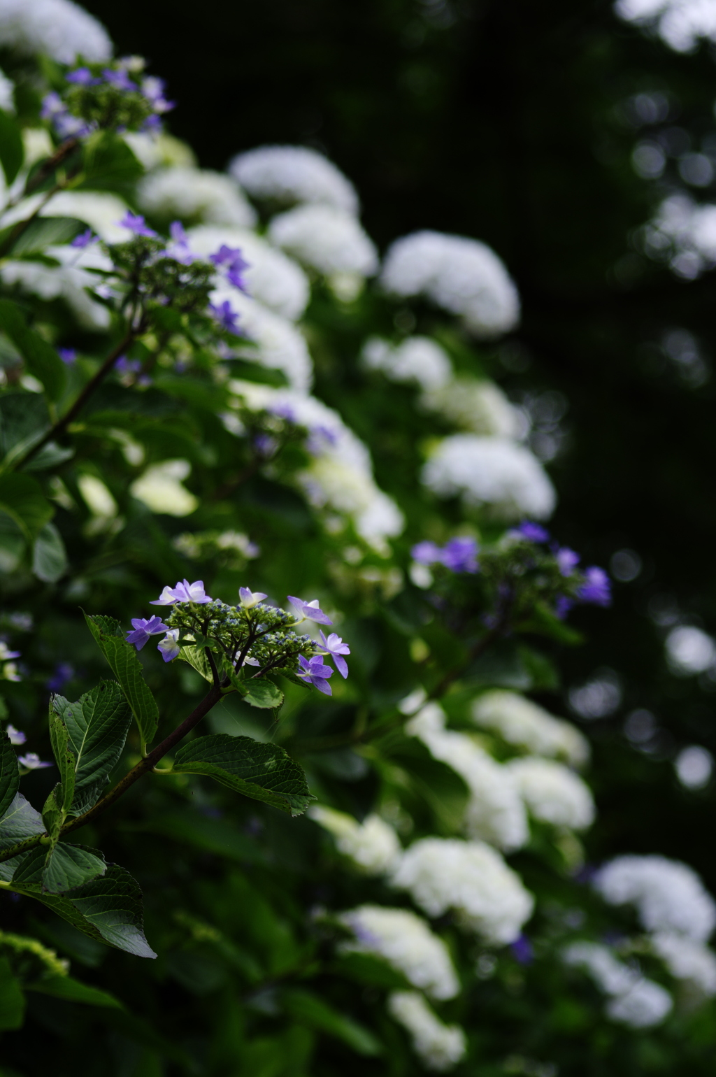 紫陽花の咲く小道