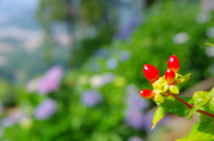 紫陽花庭園のビヨウヤナギ