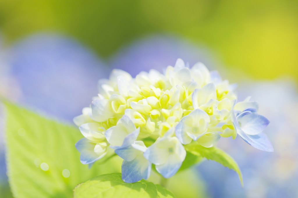陽光を浴びる紫陽花