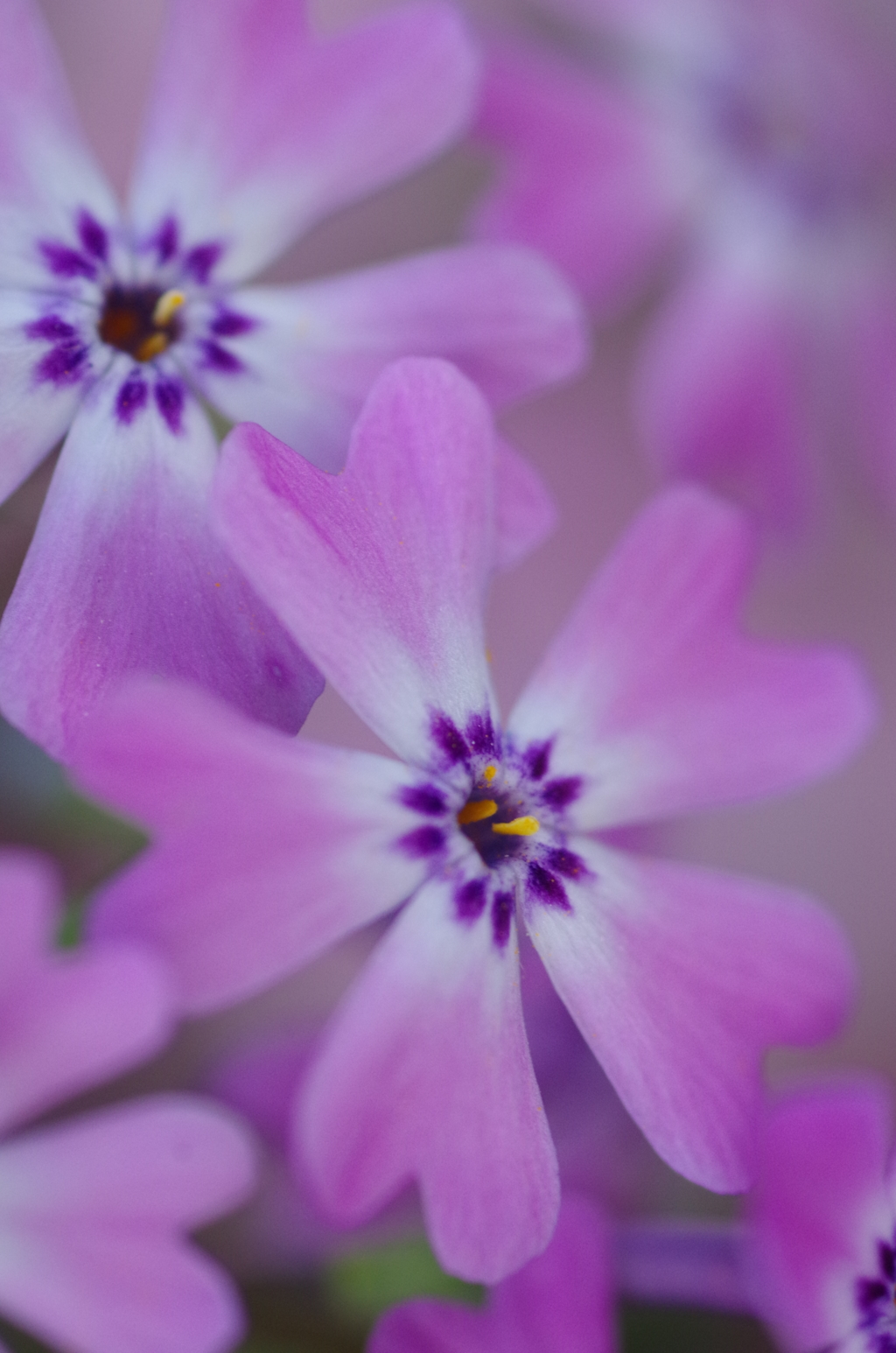 小さなうす紫の花たち