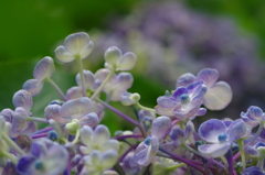 照らされている小さな花たち