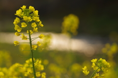 川辺の菜の花３