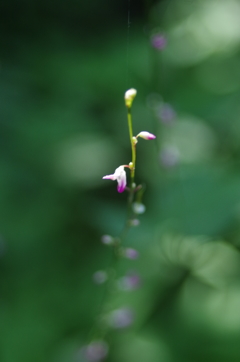 渓谷の花２