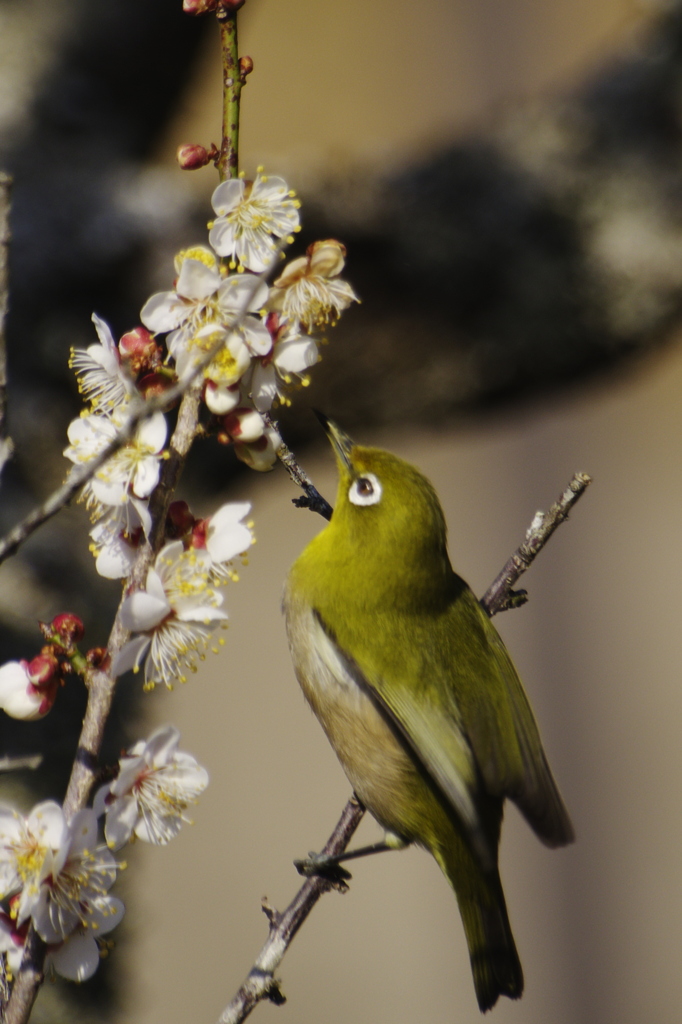 蜜を探すメジロ