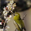 蜜を探すメジロ