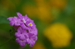 夏の紫色の花１