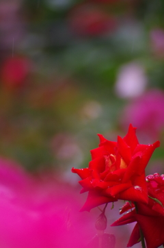 小雨の中の薔薇７