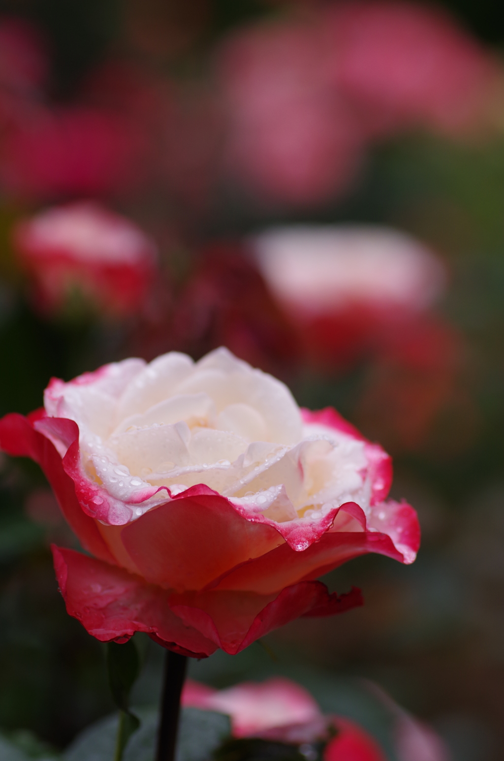 雨の中の薔薇