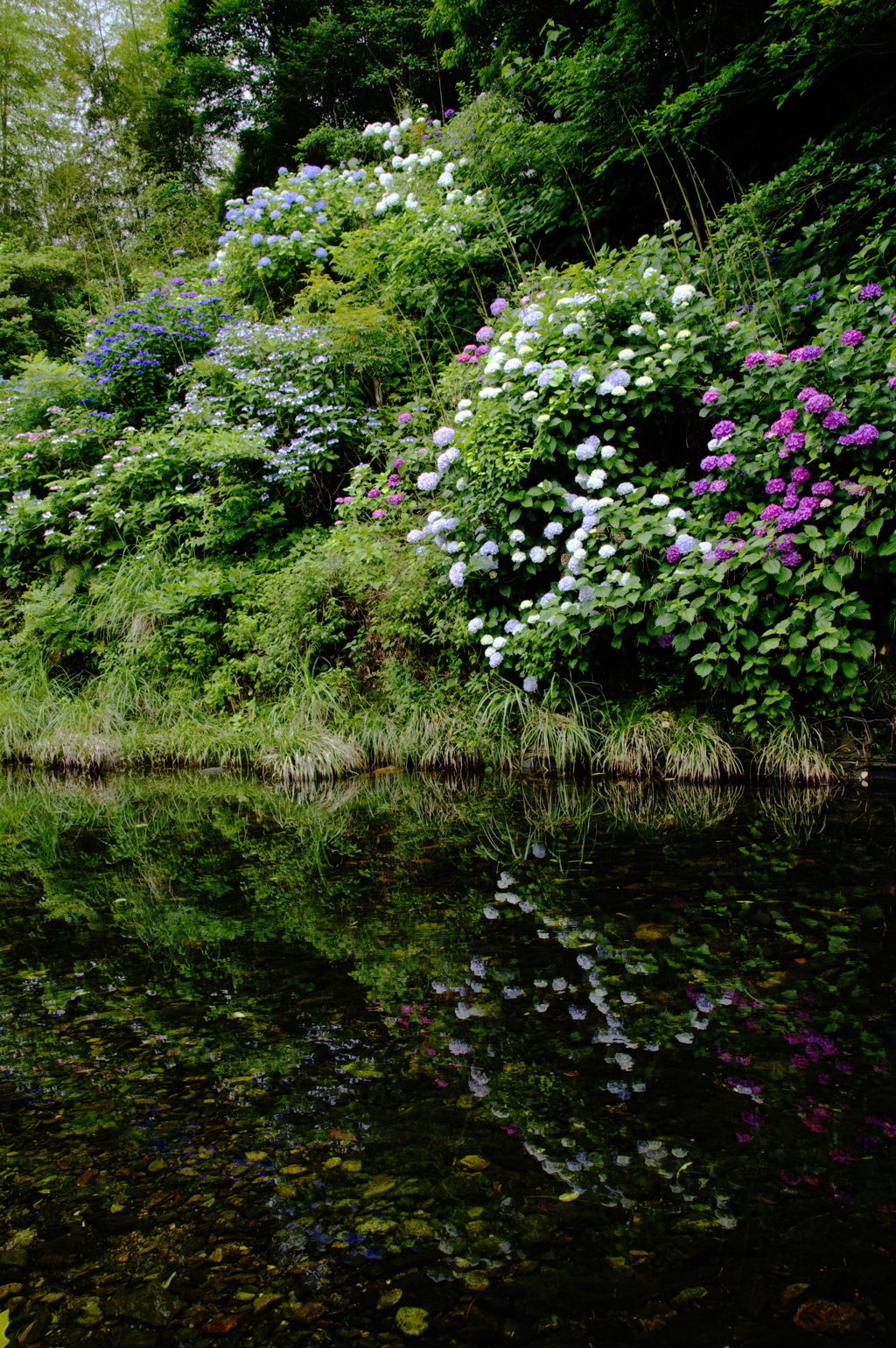 紫陽花の咲いた風景