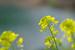 穏やかに咲く菜の花