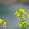 穏やかに咲く菜の花
