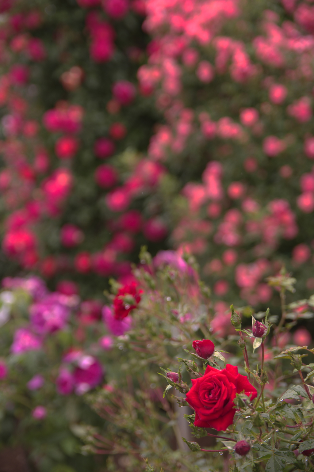 濡れた薔薇園