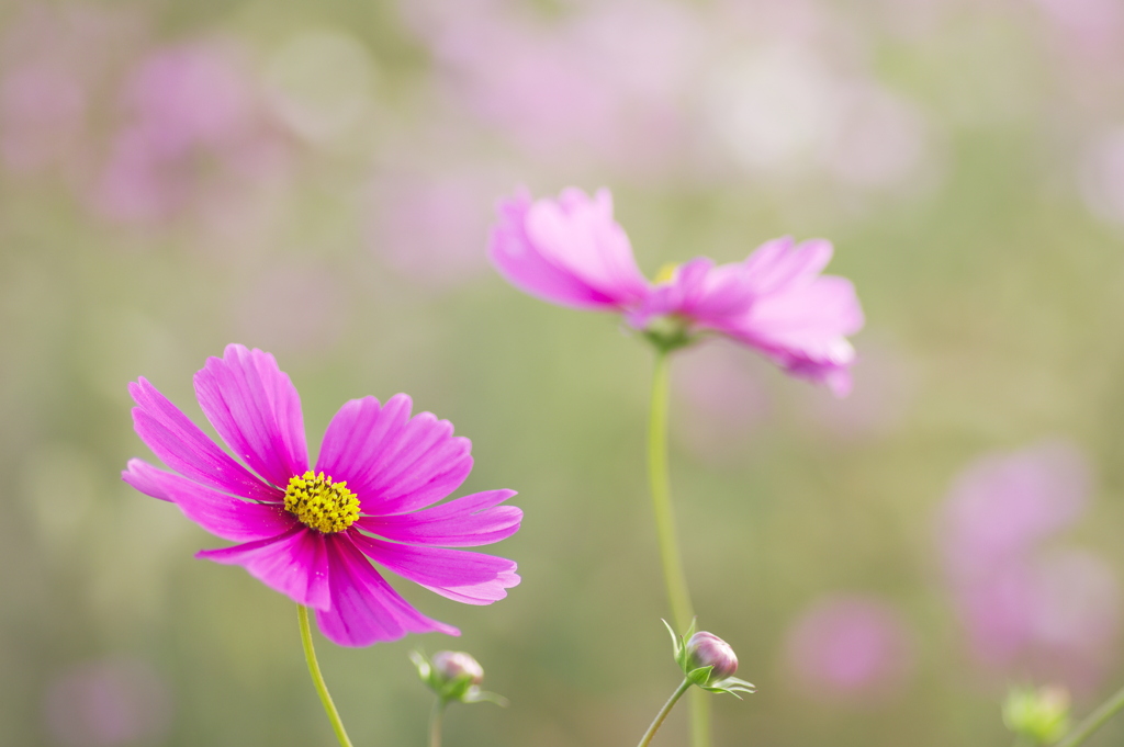 コスモス園のきれいな花