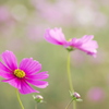コスモス園のきれいな花
