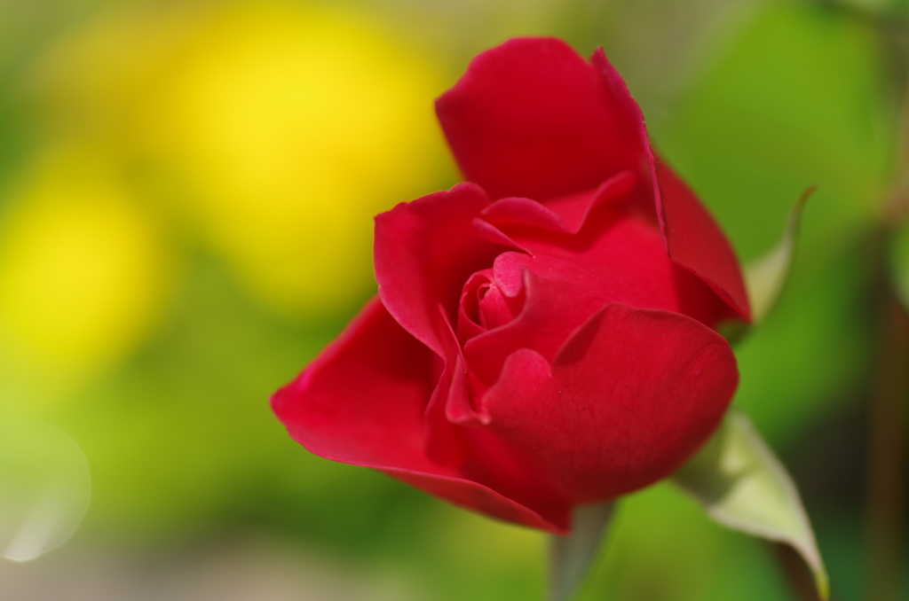 開花間近のバラ