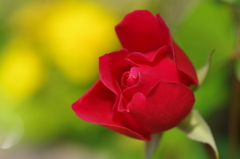 開花間近のバラ