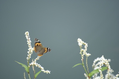 湖畔の蝶