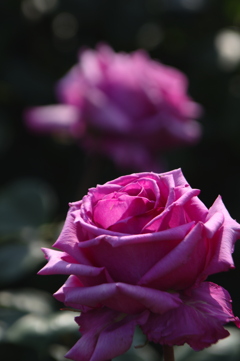 午後の日差しの当たる紫の薔薇