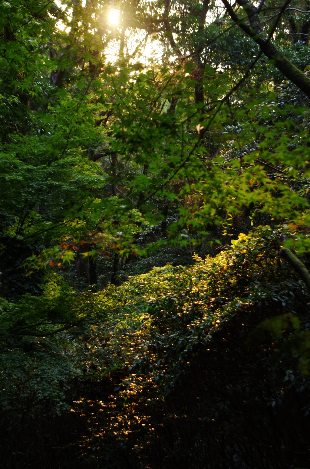 夕暮れの森