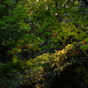 夕暮れの森