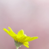 黄色い花と桜