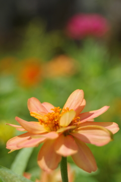 夏のうすいオレンジの花２
