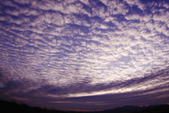 朝日を浴びる鱗雲