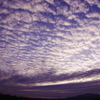 朝日を浴びる鱗雲