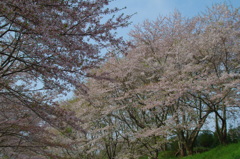 桜林