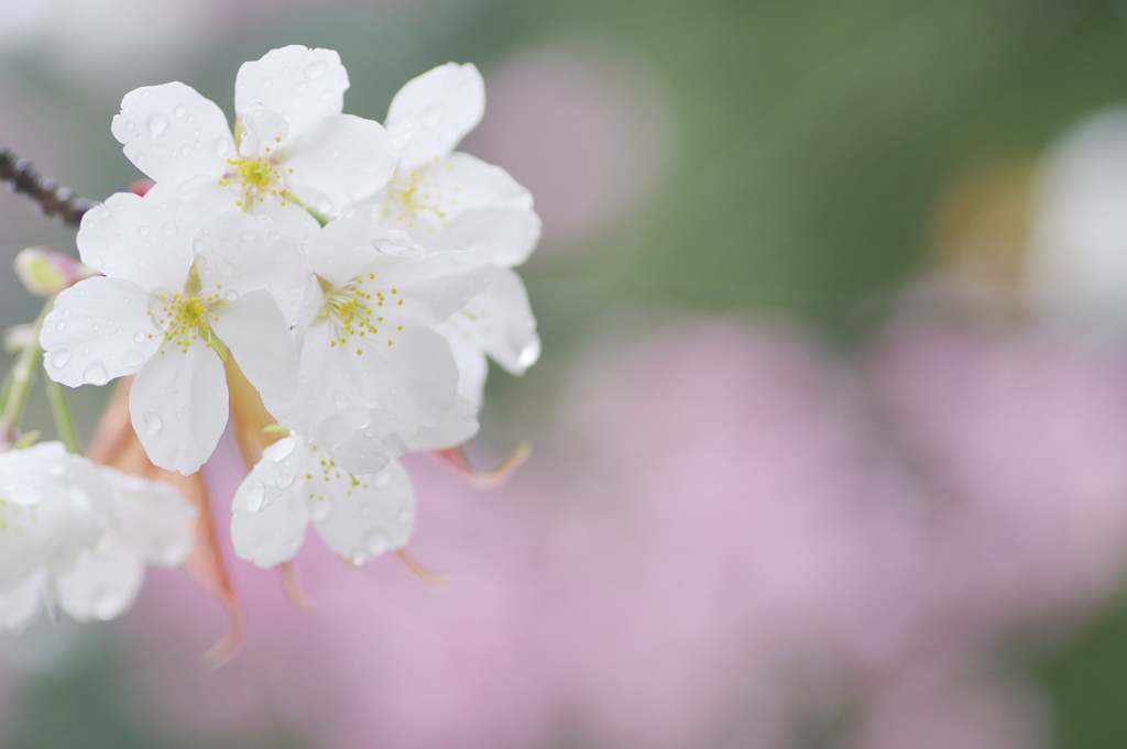 雨上がりの白い桜