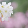 雨上がりの白い桜
