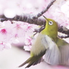 落ちないメジロ
