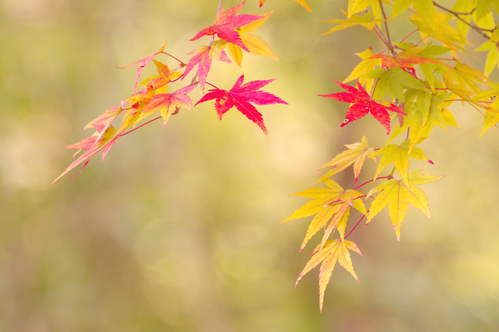 赤くなり始めた紅葉