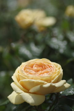 きれいに咲いた黄色い薔薇
