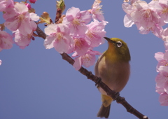 蜜がおいしそう