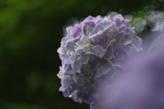 萌える紫陽花