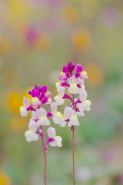 花畑のリナリア