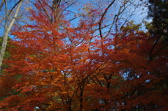 朝の紅葉１