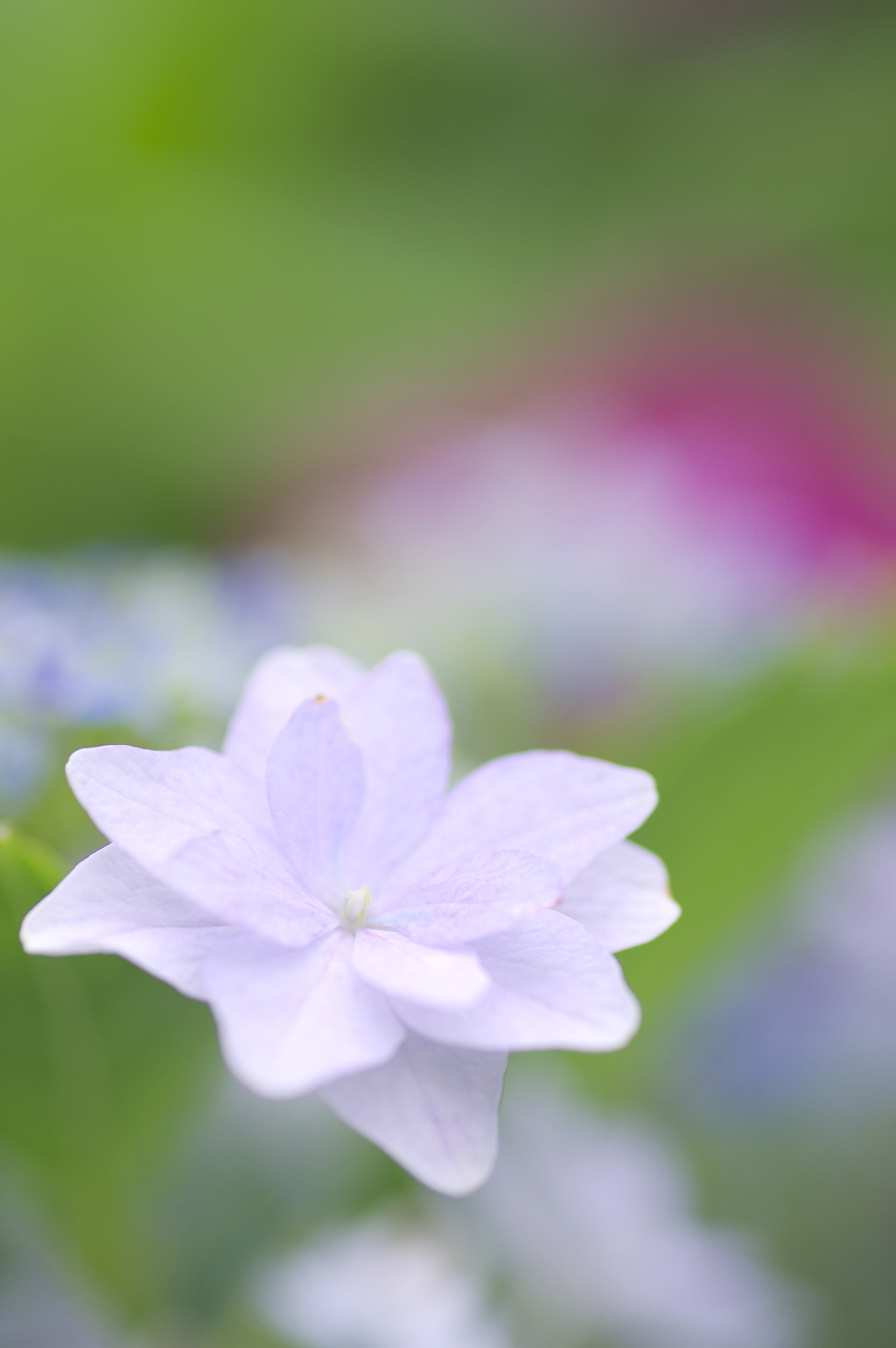 白のかわいい花