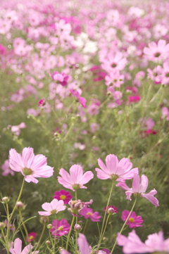 コスモス園の花々