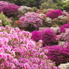 つつじ園の花々