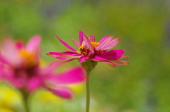 夏の紫色の花５