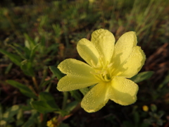 朝の黄色い花